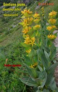 vue de la floraison