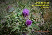 vue de la floraison