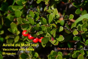 vue de la floraison
