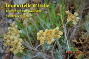 Vue de la floraison