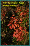 en automne