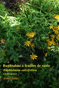 La buphtalme à feuille de saule vue d'ensemble