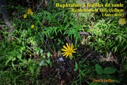 La buphtalme à feuille de saule vue de la floraison