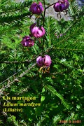 LisMartagon, vue de la floraison