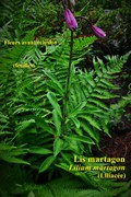 Lis Martagon - vue des feuilles, fleurs avant éclosion